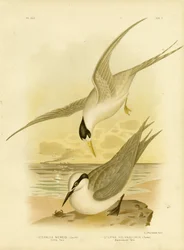 Zwergseeschwalbe, 1891